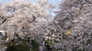 sakura_karasawabori_2012